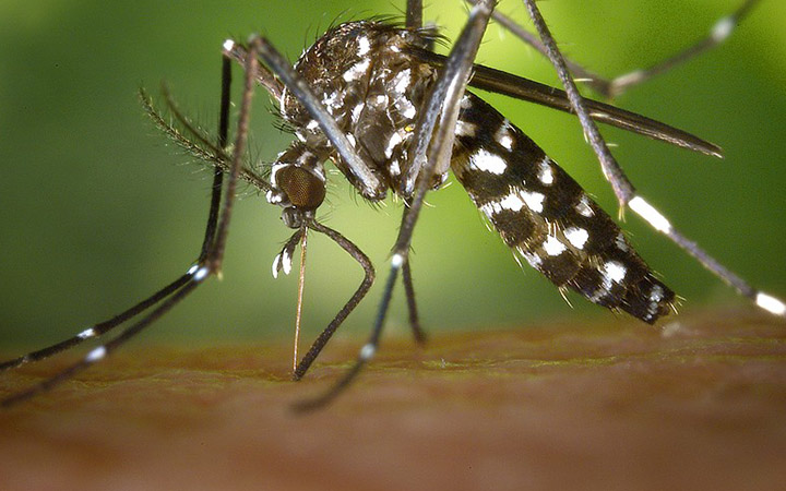 ডেঙ্গুজ্বরে কি কি পরীক্ষা কখন করা উচিত